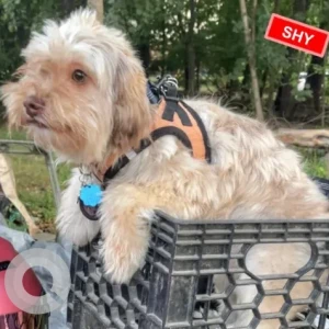 A Light Brown Lhasa Apso Mix Dog Missing from Near Naples Rd./Bikers Outfitters