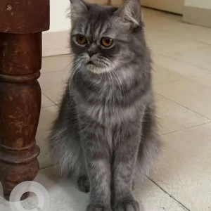 A White and Grey Indie Cat Missing from Pune-2