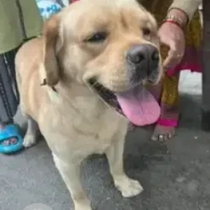A Golden Labrador Retriever Dog Found from Bengaluru