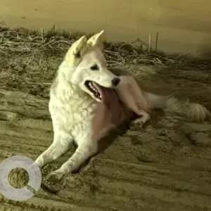 A White Mix Dog Found from Al Ruwayyah, Al Ain