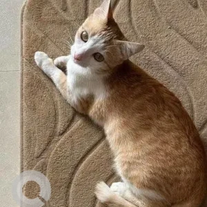 A Orange Indie Cat Missing from RK Hegde Nagar, Bengaluru-3