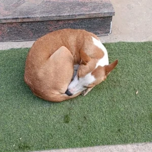 A White-Brown Mix Indie Dog Found from Sector 43, Gurugram