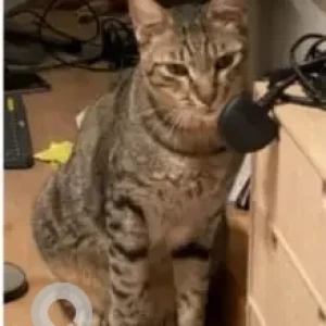 A Grey-White Mix Arabia Mau Cat Missing from Al Zubaidi Street