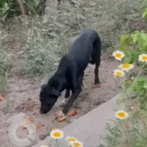 A Black Indie Dog Found from Nandi park Yamuna khadar