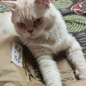 A White-Brown Mix Persian Cat Missing from Versova, dominos branch-3