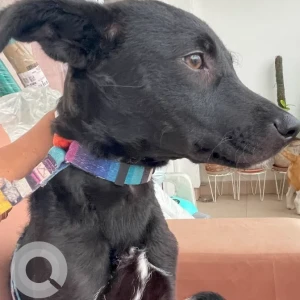 Female Indie Dog Adoption for Adoption in Delhi NCR