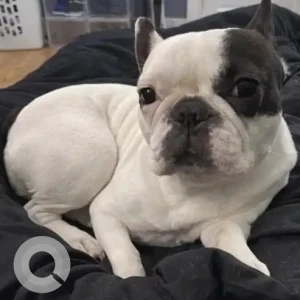 A Black and White French Bulldog Dog Missing from Pawtucket