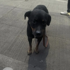 A Black and Brown Rottweiler mix Dog Found from Shivajinagar, Pune-3