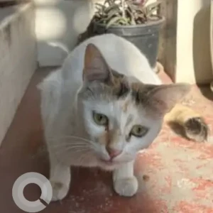 A White Indie Cat Found from Koramangala 5th block