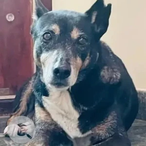 A Black and White Indie Dog Missing from Sunkadakatte South Taluka, Bengaluru