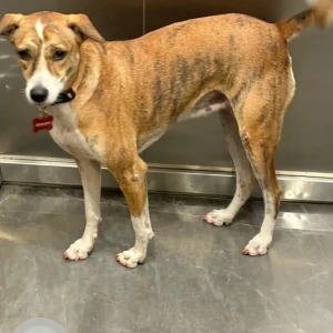 A White-Brown Mix Indie Dog Missing from Matunga East, Mumbai