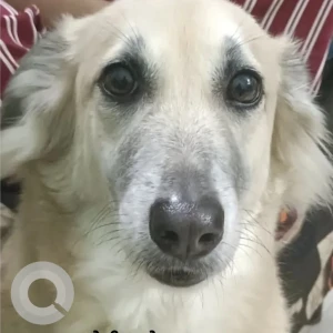 A White Indie Dog Missing from NDA, Uttam Nagar, New Kopare village, Pune