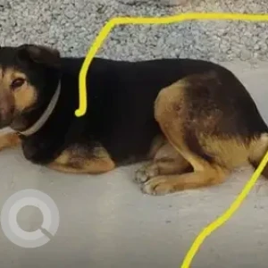 A Black and Brown Indie Dog Missing from Hosmat Hospital-2