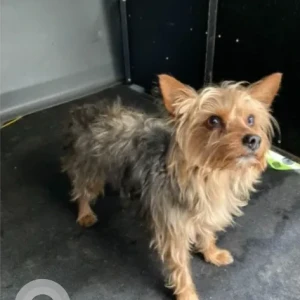 A Dusky Yorkshire Terrier Dog Found from Jewett St/W Sixth St