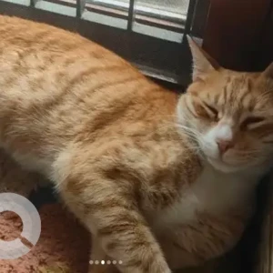 A Black and Brown Indie Cat Missing from Babusapalaya-4