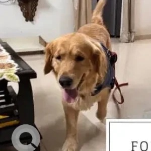 A Golden Golden Retriever Dog Found from Jagtap Dairy, Wakad