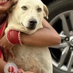 A White-Brown Mix Indie Dog Missing from Asmita Jyoti