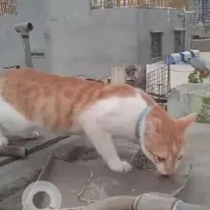 A White-Brown Mix Ginger Cat Missing from Bhasymnagar, Srirampuram-2