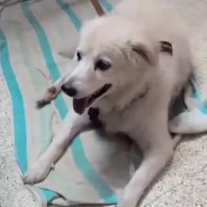 A White Golden Retriever Mix Dog Found from Kaikondanahalli, Sarjapur road