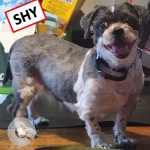 A White and Grey Shih Tzu X Dog Missing from Bengaluru