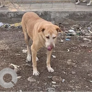 A White-Brown Mix Indie Dog Missing from Balewadi, Pune-2