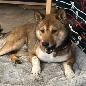 A White-Brown Mix Shiba Inu Dog Found from Kenmar Drive & Concord Road