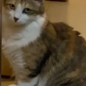 A White-Brown Mix Indie Cat Missing from Regency Magnum society, Hennur-2