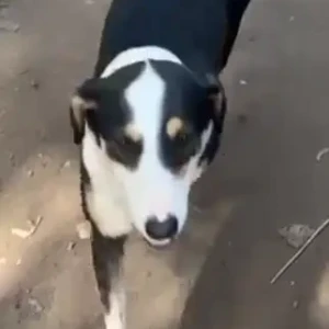 A Black and White Indie Dog Found from Gitanjali school, dlf 4