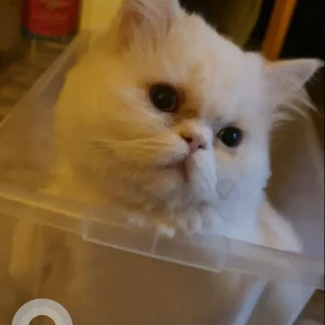 A White Persian Cat Missing from Al Tauba-2