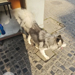 A Grey-White Mix Husky Dog Found from Capitol Court
