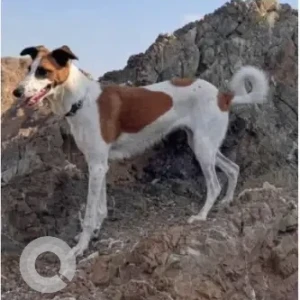 A White-Brown Mix Sighthound Dog Missing from wadi al dhahir, fujairah