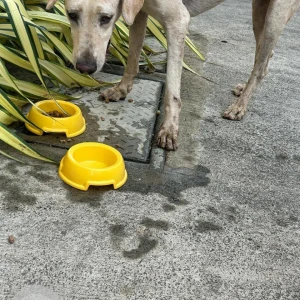 A White-Brown Mix Indie Dog Found from Porvorim, Guirim-3