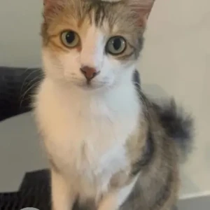 A White-Brown Mix Indie Cat Missing from Regency Magnum society, Hennur