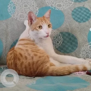 A White-Brown Mix Indie Cat Missing from Bhoopasandra