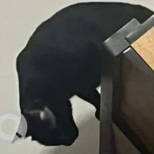 A Black Indie Cat Missing from Curlies Zululand Cottages, Anjuna-3