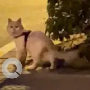 A White Domestic Shorthair Cat Found from The Gardens, Jabel Ali, Dubai, infront of building 101