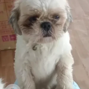A White Shih Tzu Dog Missing from Vivekananda circle