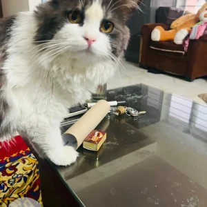 A Black and White Persian Cat Missing from Krishna Layout, Hulimavu-3