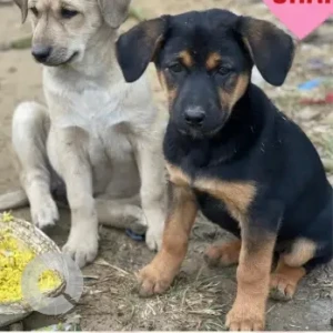 Female Indie Dog Adoption for Adoption in Gurgaon