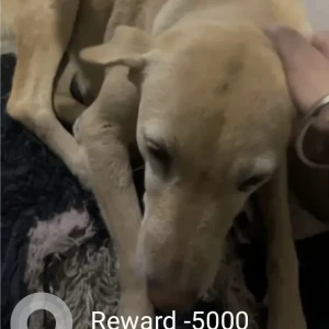 A White Indie Dog Missing from Lucknow