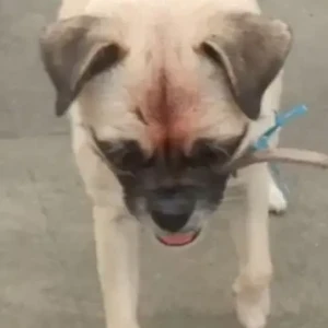 A White Pug Dog Missing from Baluwatar, PM gate no.1-4