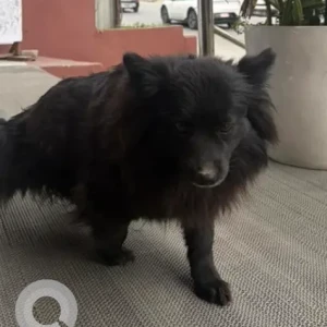 A Black Mix Dog Found from Arabica Coffee Budhanilkantha