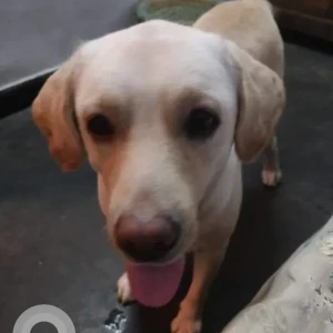 A White Labrador Dog Missing from Sangam Vihar near Satnam public school Gali no. 5 House no 247-2