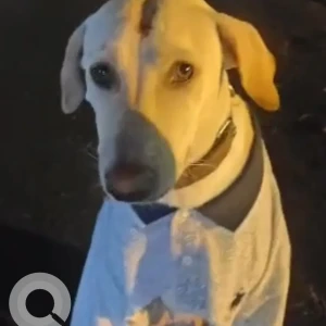 A White Indie Dog Found from Kalyan