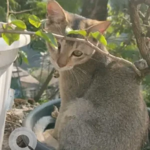 A Grey Indie Cat Missing from Rajiv Gandhi University, Siang Hostel