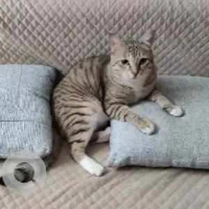 A Black and Brown Indie Cat Missing from Indus Signature Apartment-4