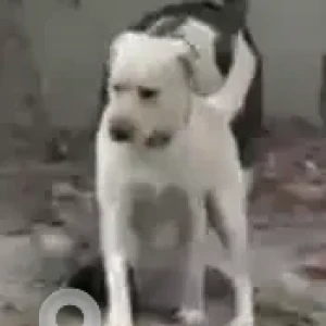 A White-Brown Mix Labrador Dog Found from Sector 44