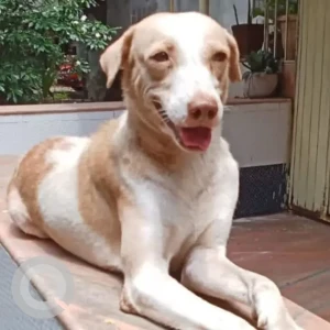 A White-Brown Mix Indie Dog Missing from Shiv krupa society, khanda colony