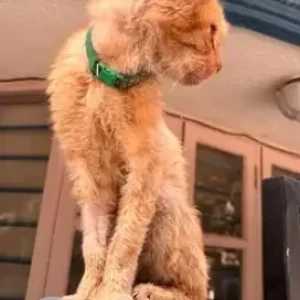 A Orange Persian Cat Cat Found from HRBR Layout, Kalyan Nagar-2