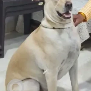 A Light Brown Indie Dog Missing from Moshi Pradhikaran-3